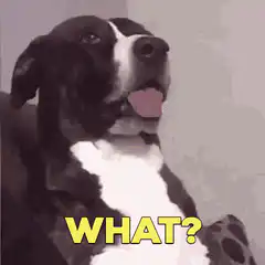 Confused dog says what