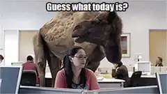 Camel in office hump day