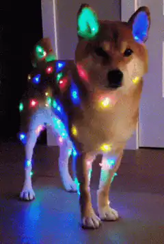 Shiba Inu with Christmas lights