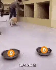 Dog eats Bitcoin food and faints