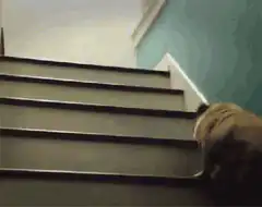 Pug climbs stairs and looks back