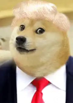 Doge with Trump Hair