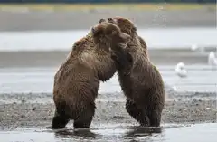 Two brown bears wrestling in water