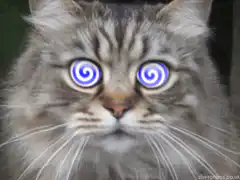 hypnotized cat screaming