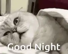 Cat hiding under blanket good night