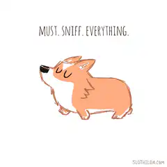 Corgi must sniff everything