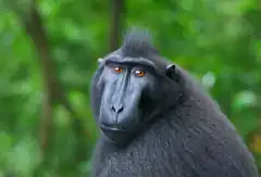 macaque monkey looking at camera