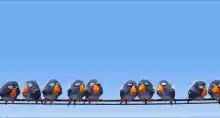 Blue bird stretches on wire