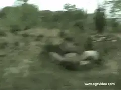 gorilla beating chest