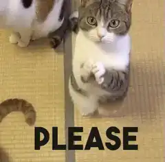 Cat begging with please text