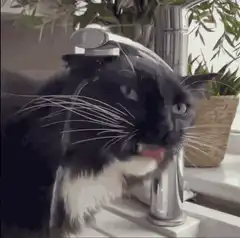 Cat drinking from faucet