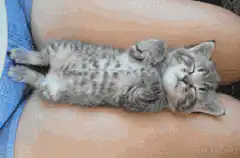 Sleeping tabby kitten on lap
