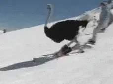 Ostrich skiing down a snowy slope