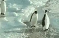 Penguin pushing another penguin