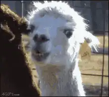 White alpaca chewing with tag