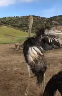 Ostrich walking in dirt field