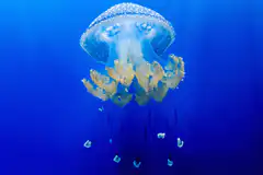 Spotted jellyfish in deep blue water