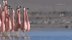 flamingos standing in water
