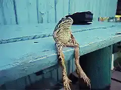 drunk frog on bench