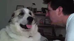 dog and man staring at each other