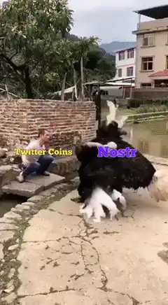 Man riding ostruck labeled Twitter Coins and Nostr