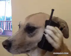 dog talking on phone