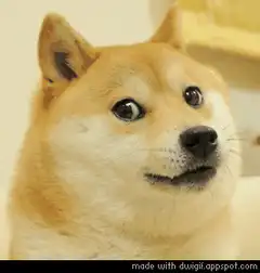 Doge puts on sunglasses and says so deal