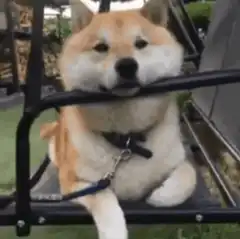 Shiba Inu on a swing