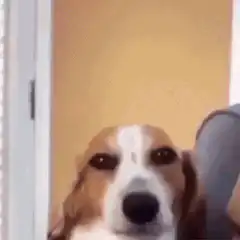 dog looking at camera