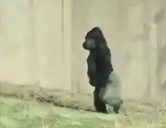 gorilla walking upright