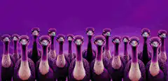purple turkeys with glowing red eyes