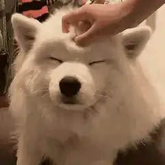 Happy white dog getting head scratches