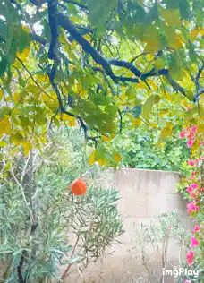 Pomegranate hanging from tree branch