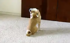 Dog sitting with head twisted back