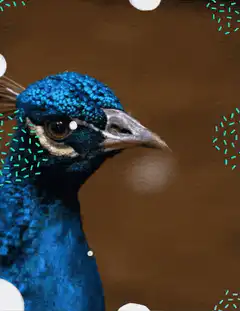 Peacock shoots pink laser beams from eyes