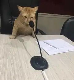 cat at microphone in office