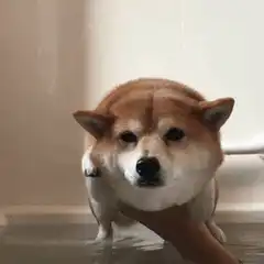 Shiba Inu Dog Bath