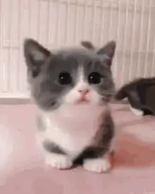 Cute kitten looking up