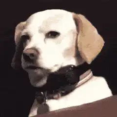 Dog Nodding Head
