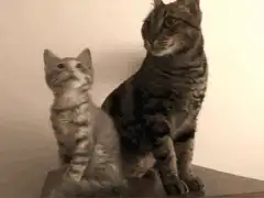 Kitten and cat with laser beams