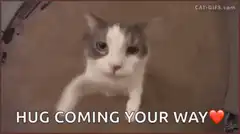Cat jumping into camera hug