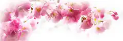 pink cherry blossoms on white background