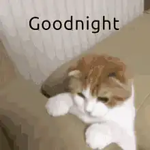sleepy cat says goodnight