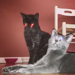 Cats shooting laser beams from eyes