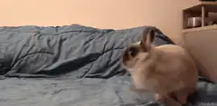 rabbit doing a backflip on bed