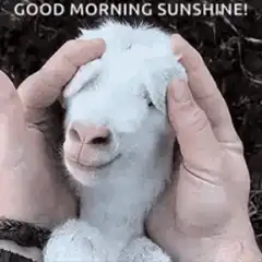 Good Morning Sunshine Goat