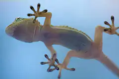 gecko clinging to glass