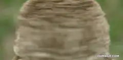 Owl head spin reveal