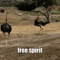 Ostrich dancing free spirit