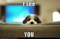 I see you dog meme